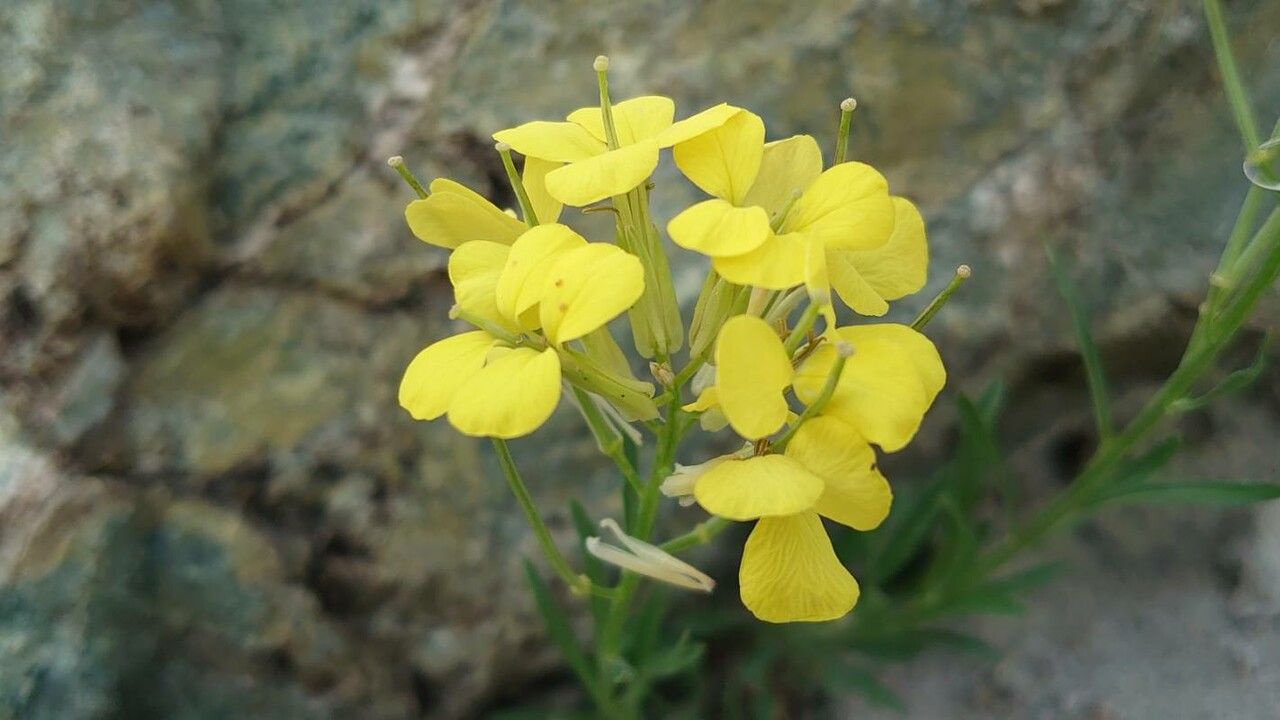 Erysimum rhaeticum flower