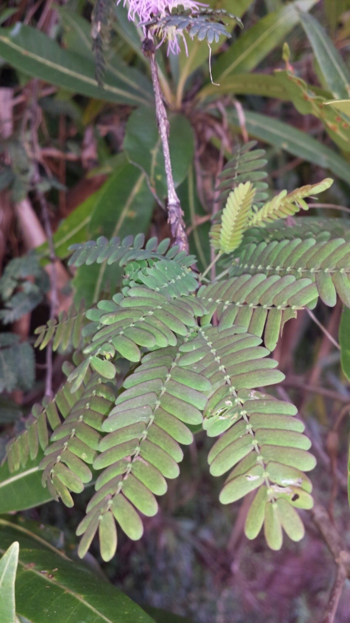 Dichrostachys arborescens — related species from the same genus