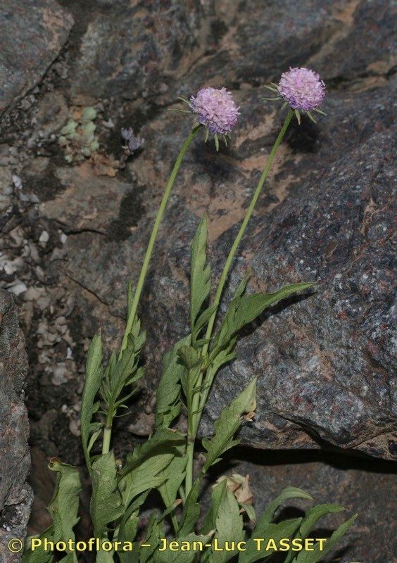 Scabiosa corsica habit