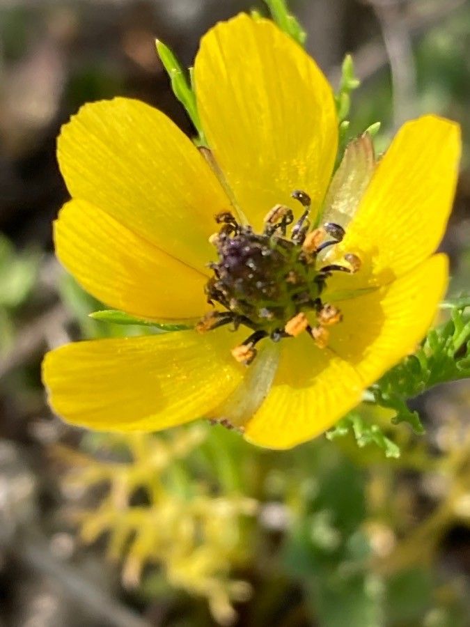 Adonis microcarpa flower