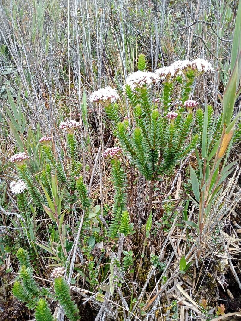 Ageratina vacciniifolia habit