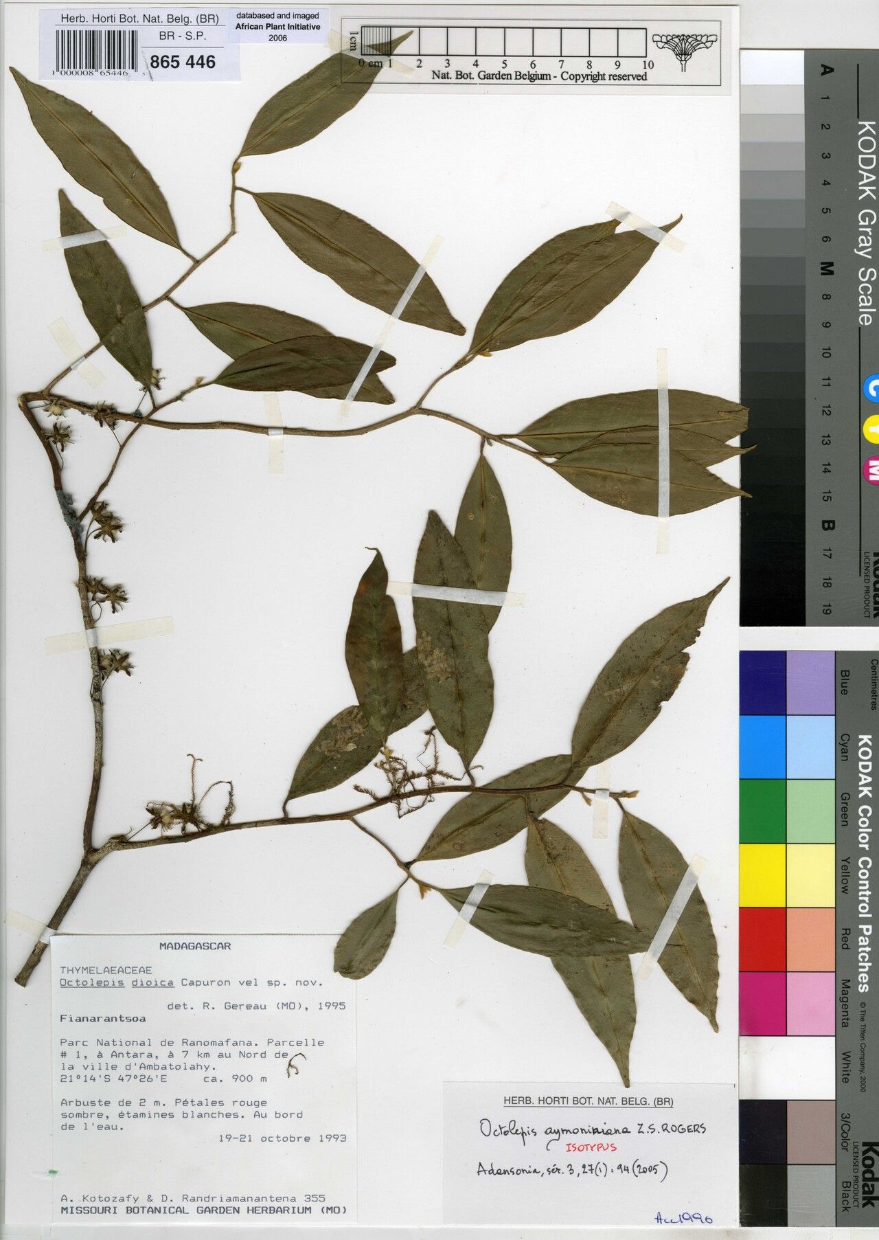 Octolepis aymoniniana — related species from the same genus