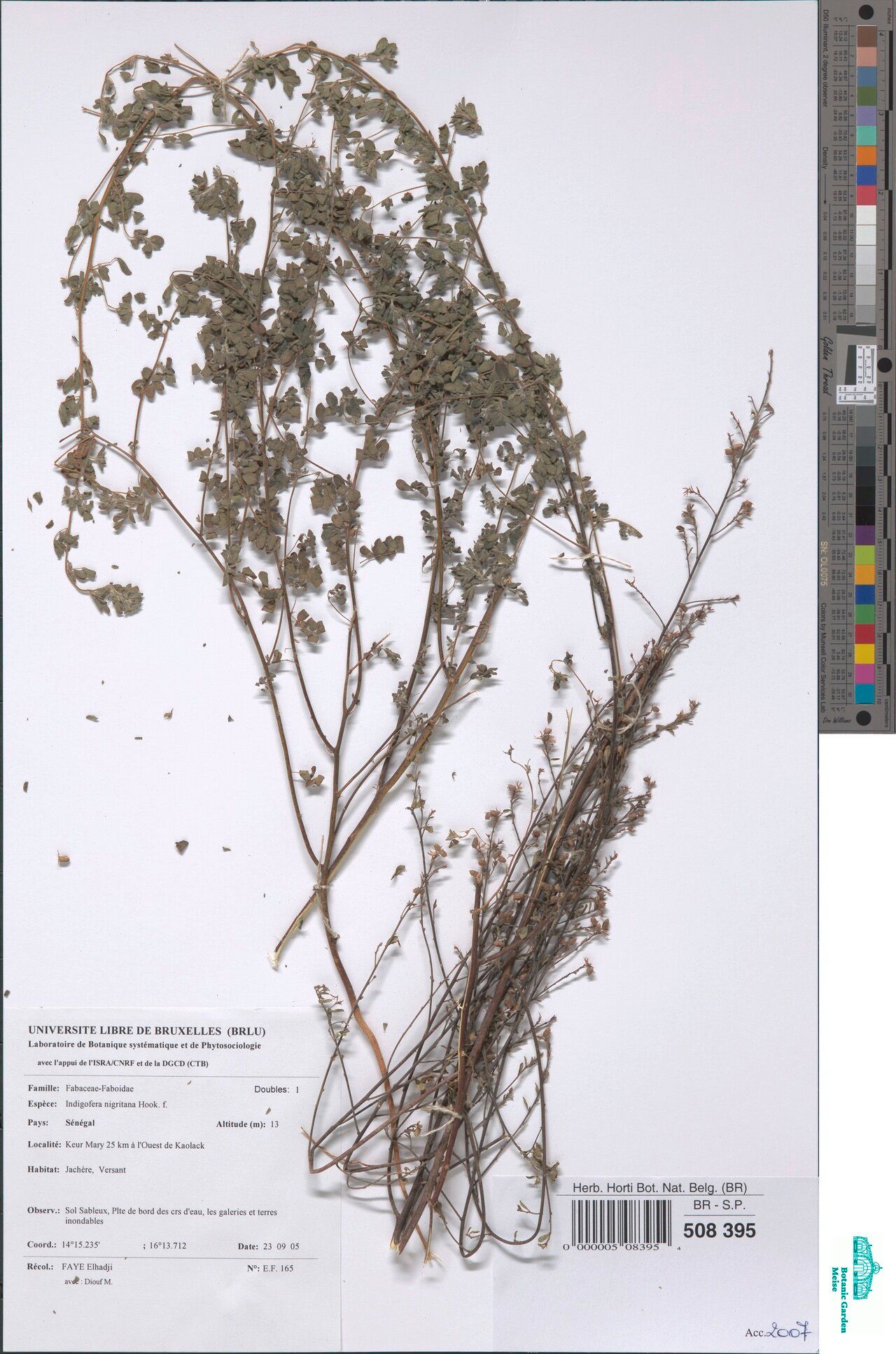 Indigofera nigritana — houseplant care guide