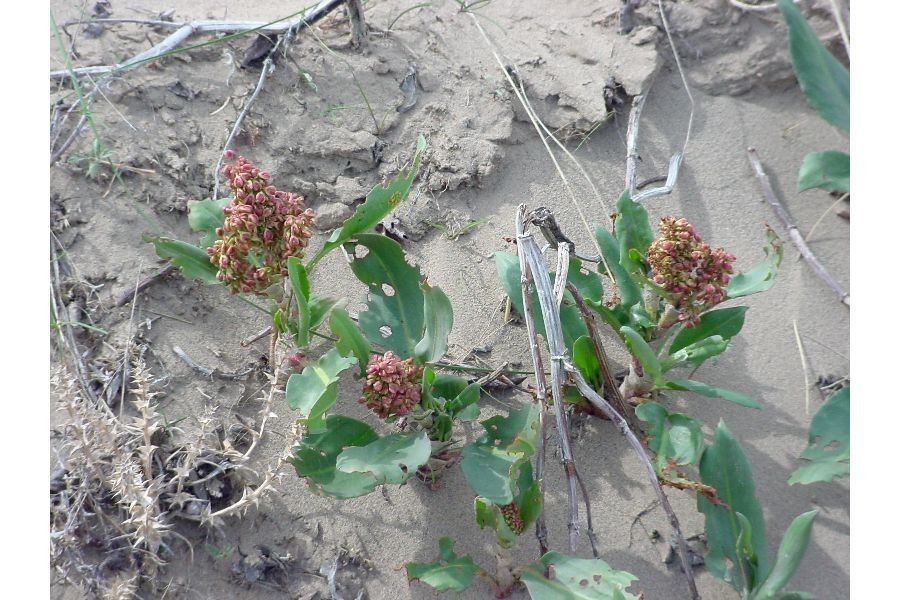 Rumex venosus habit