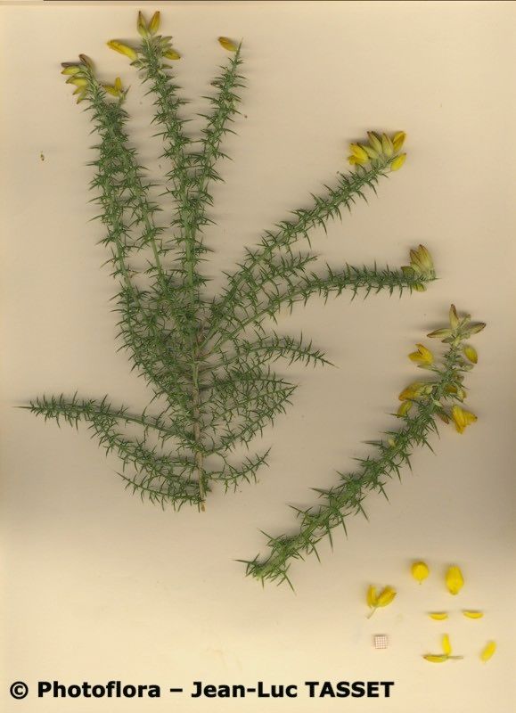 Ulex baeticus habit