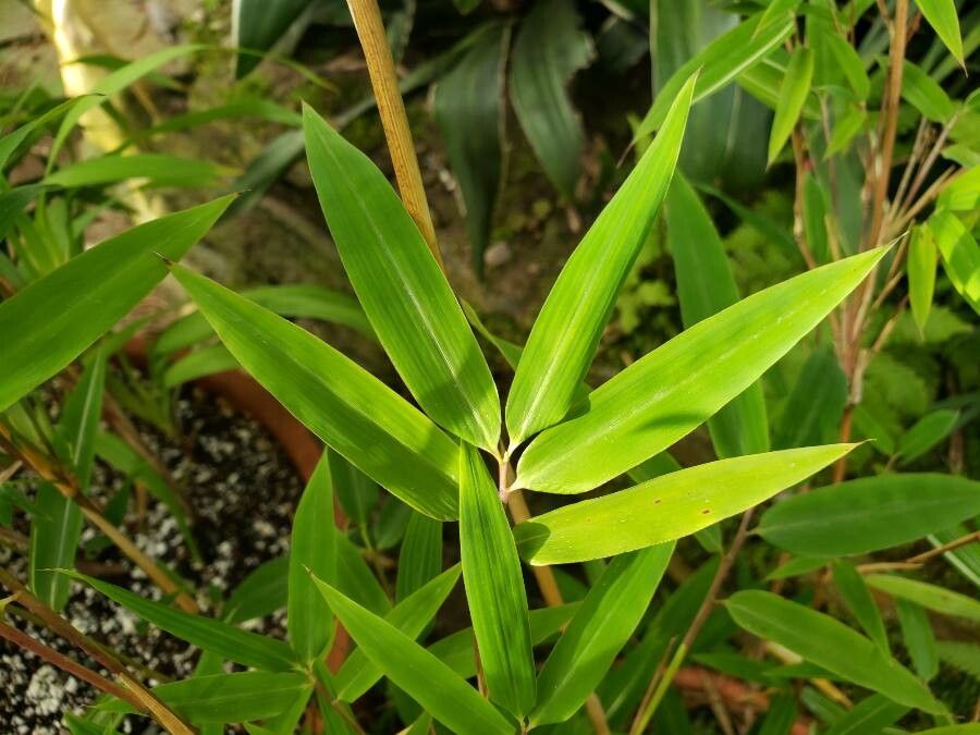 Himalayacalamus falconeri — search result for 'Bamboo'