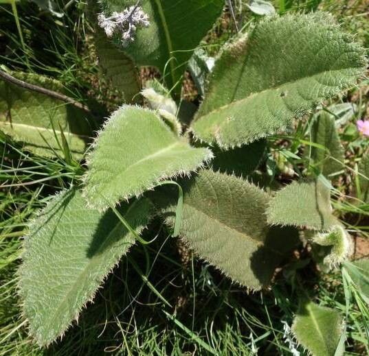 Berkheya speciosa — houseplant care guide