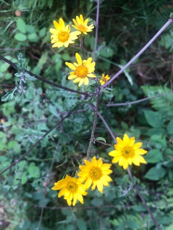 Jacobaea erratica flower