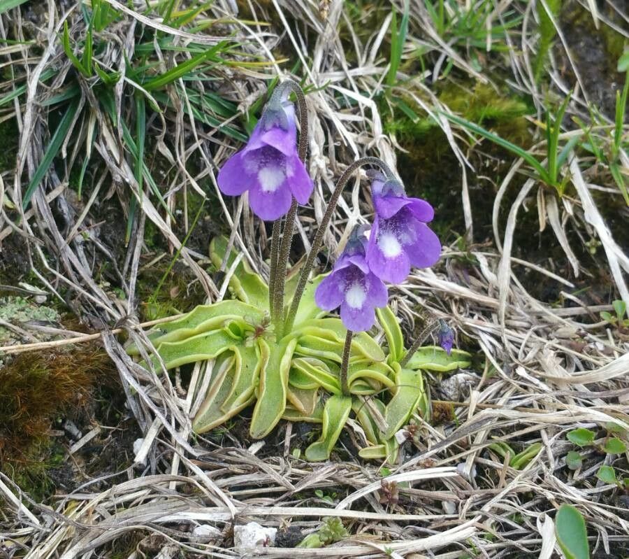Pinguicula leptoceras flower