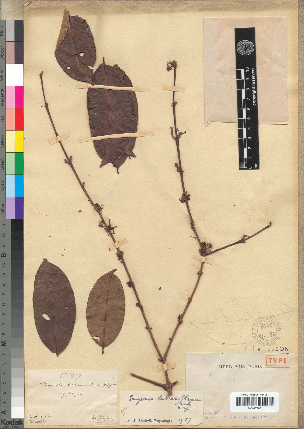 Eugenia librevillensis — houseplant care guide