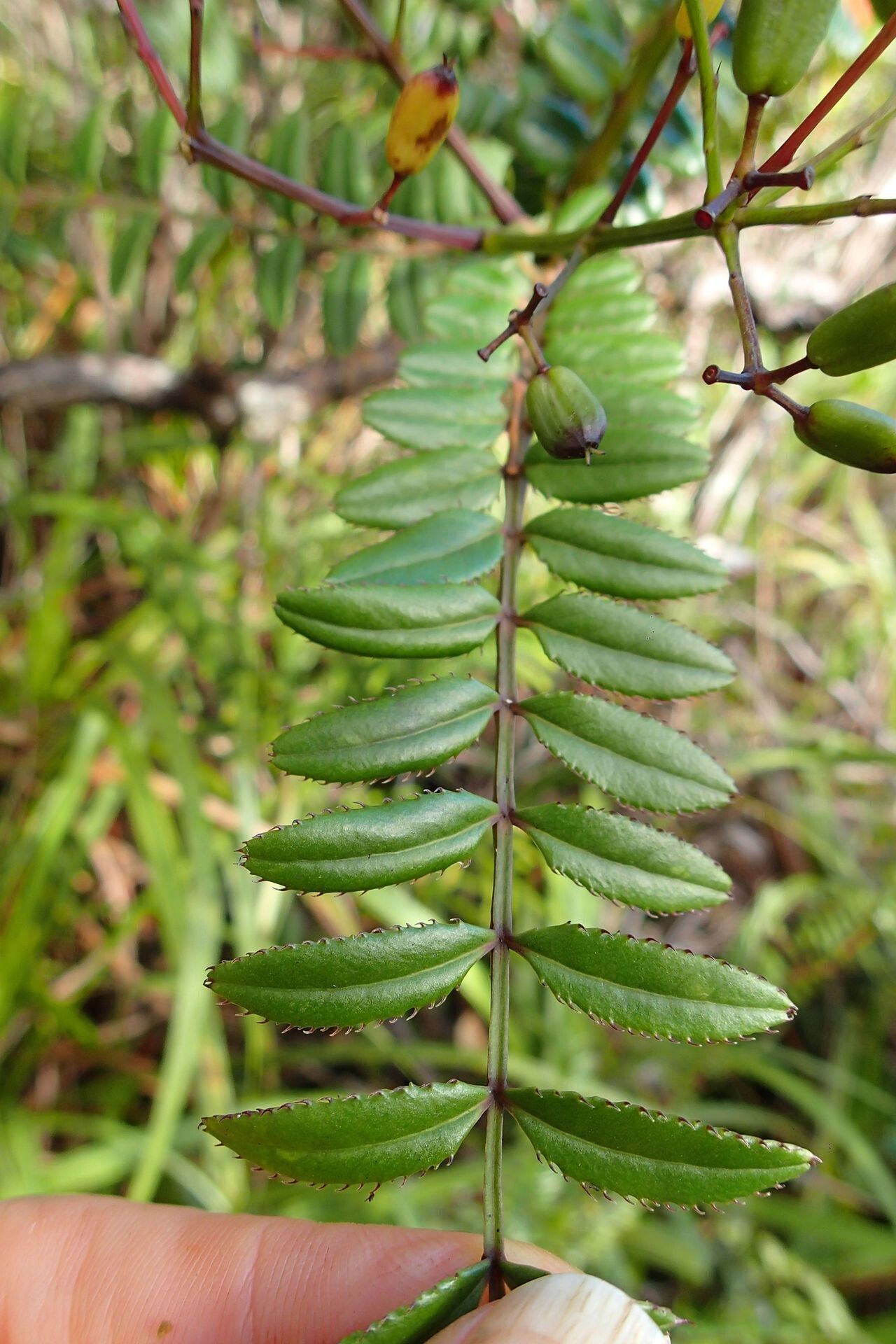 Polyscias weinmanniae — search result for 'Polyscias'