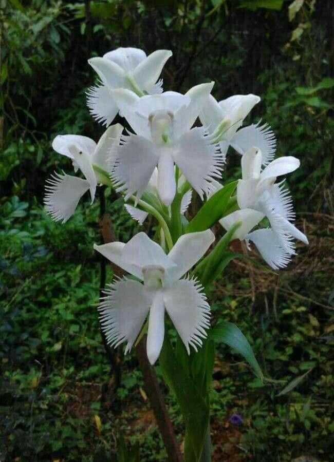 Platanthera blephariglottis flower
