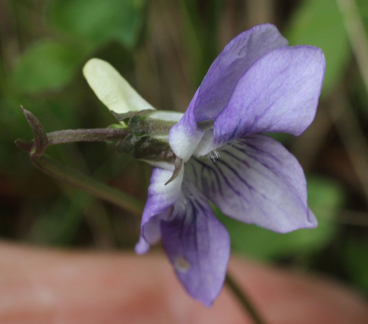 Viola laricicola flower
