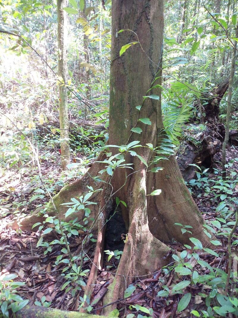 Thyrsodium puberulum habit