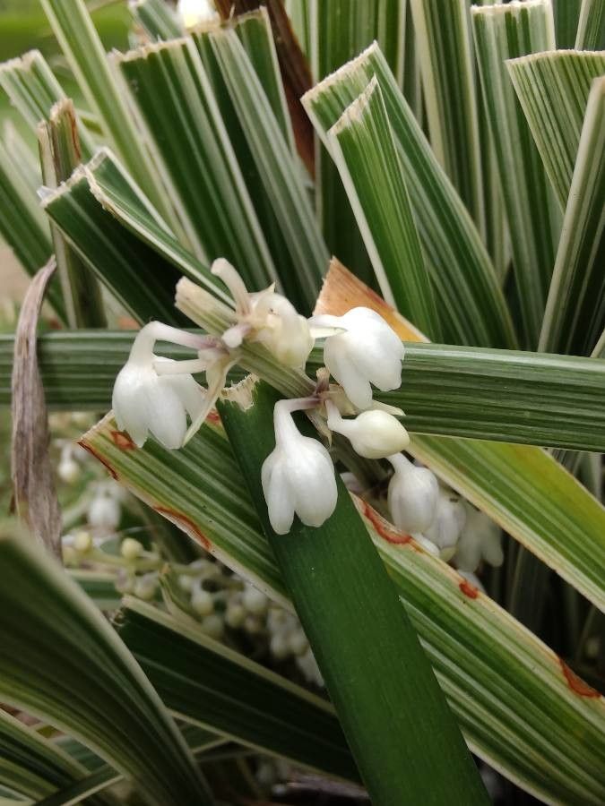 Ophiopogon jaburan flower