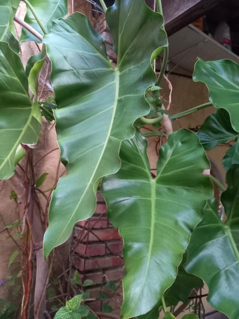 Philodendron acutatum other