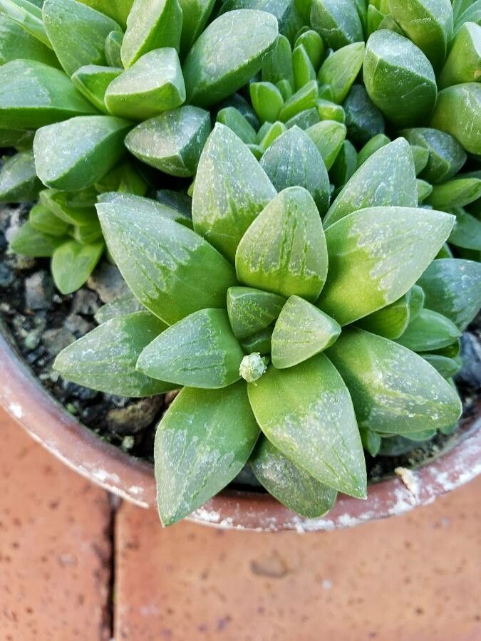 Haworthia turgida — search result for 'Haworthia'