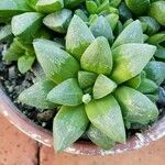 Haworthia turgida