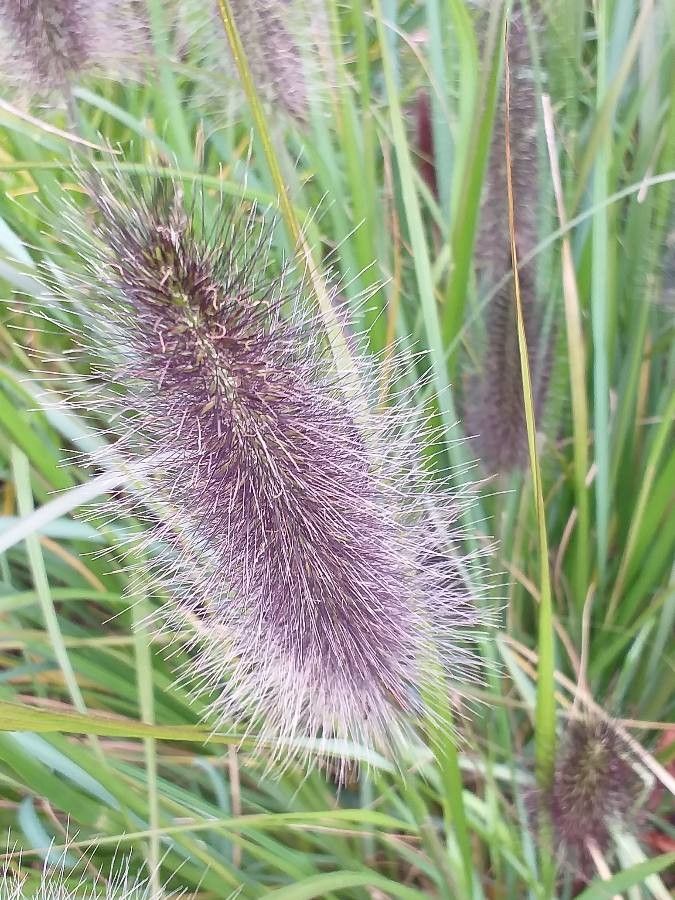 Pennisetum alopecuroides flower