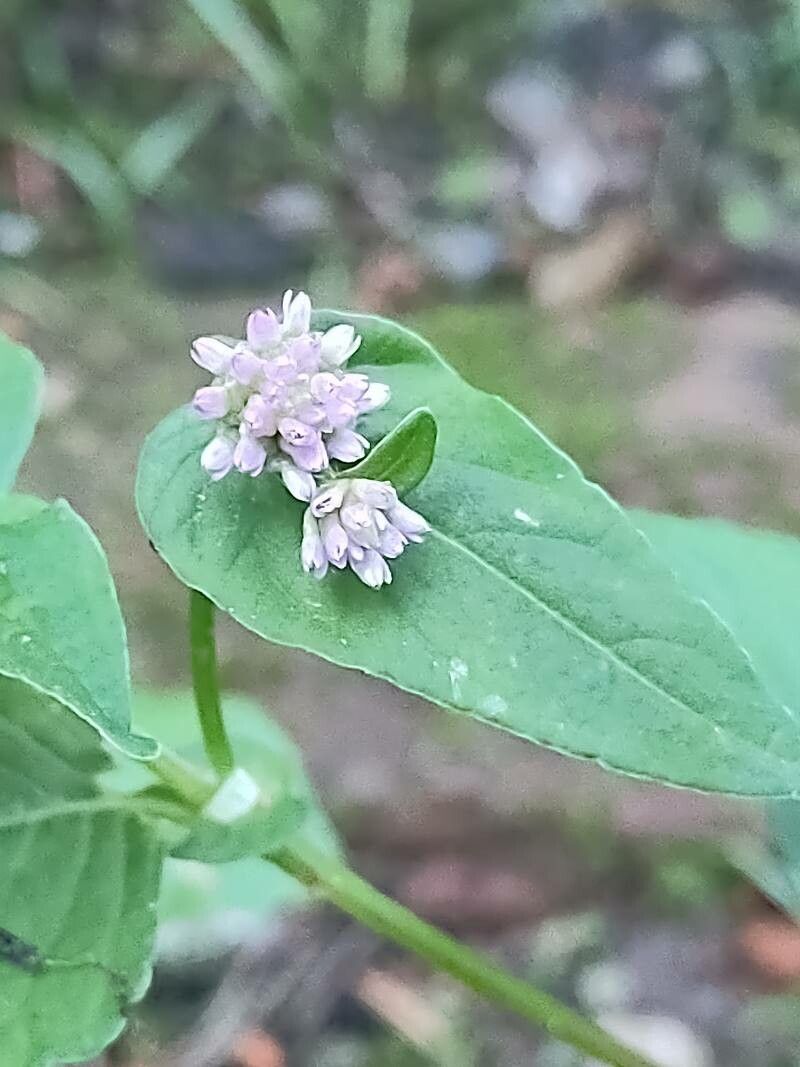 Persicaria nepalensis flower