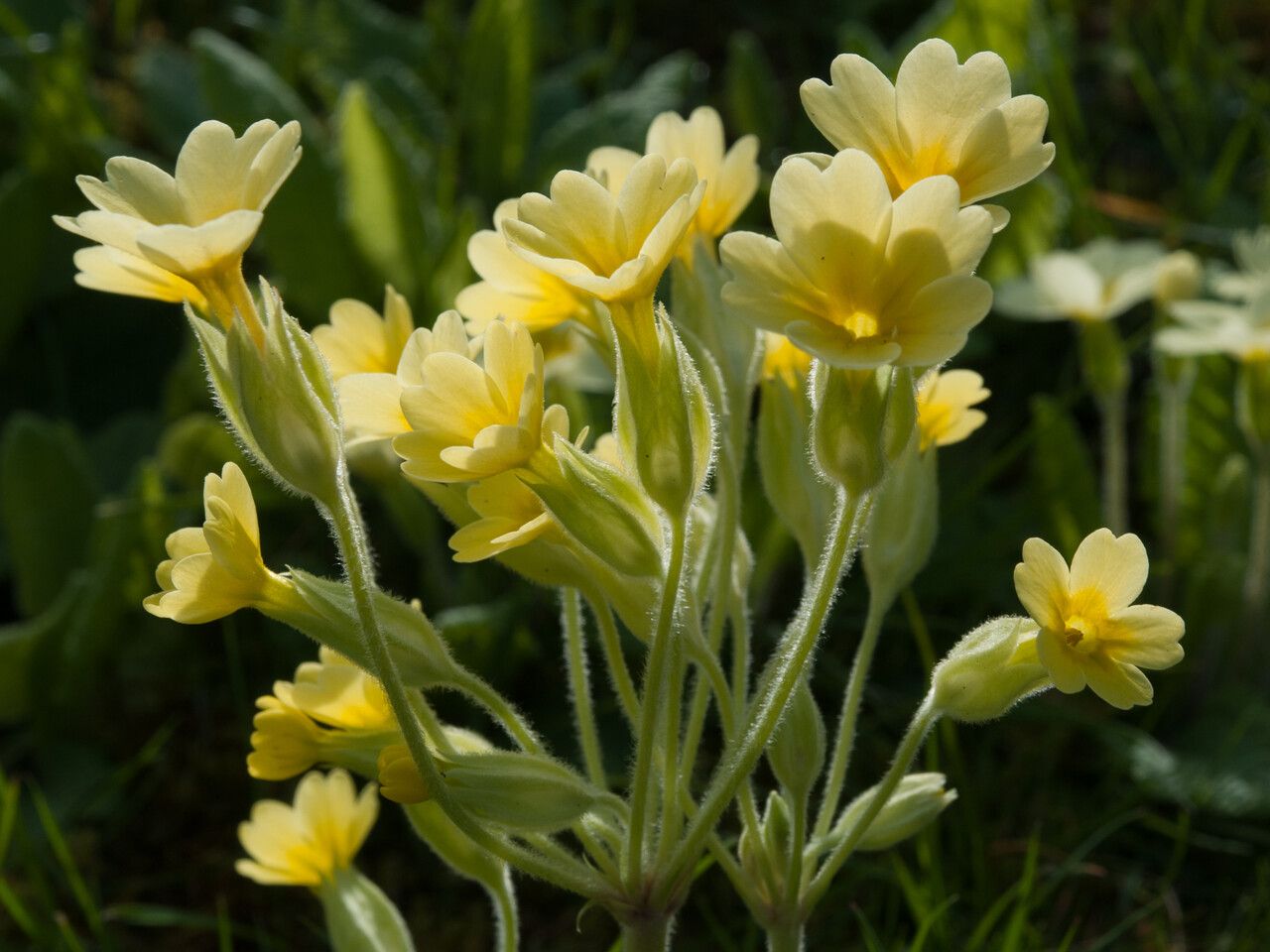 Primula × polyantha flower