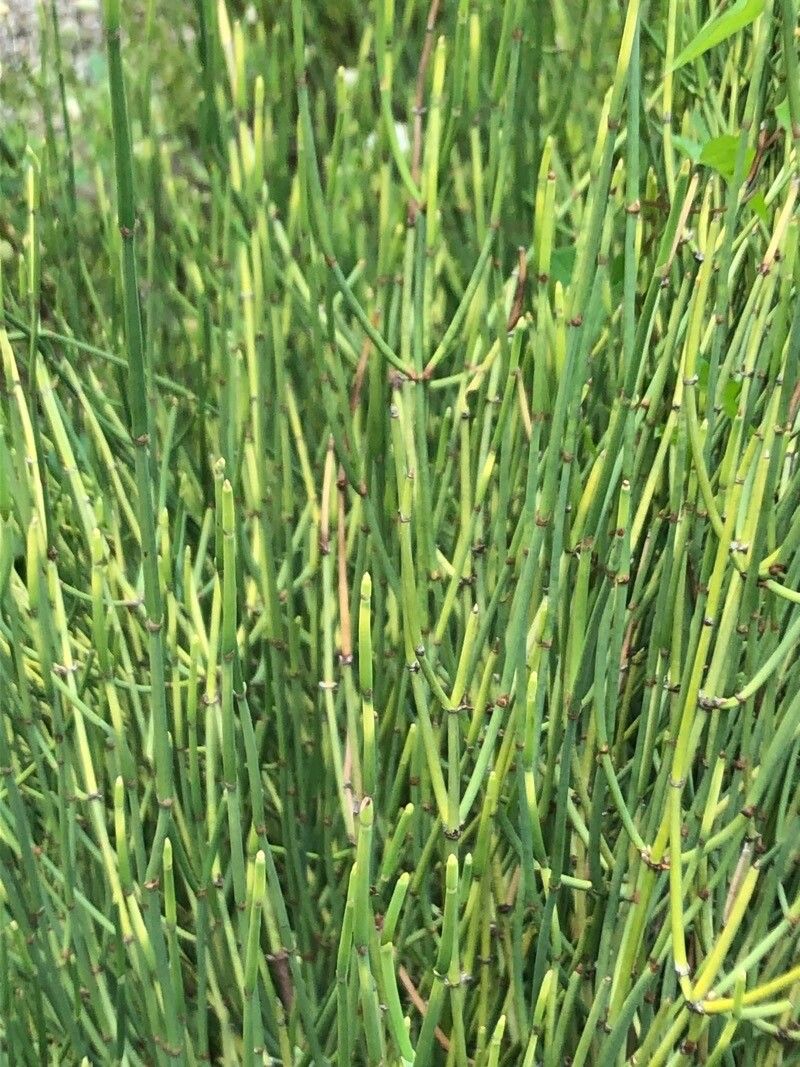 Ephedra saxatilis — search result for 'Ephedra'