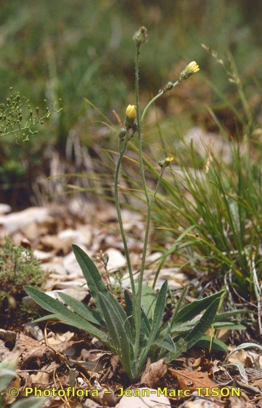 Pilosella hybrida habit