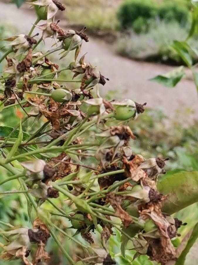 Rosa longicuspis fruit