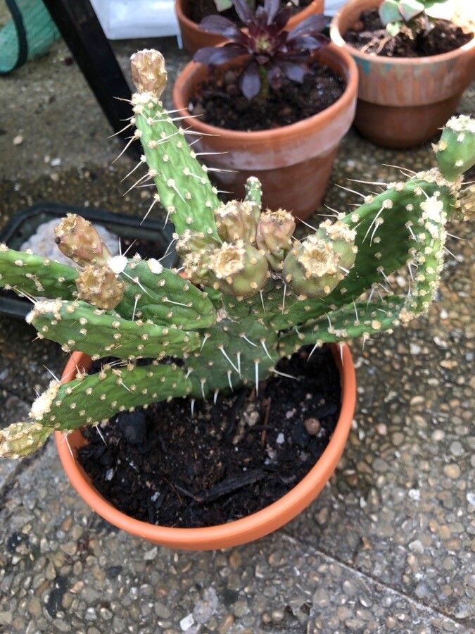 Opuntia fragilis bark
