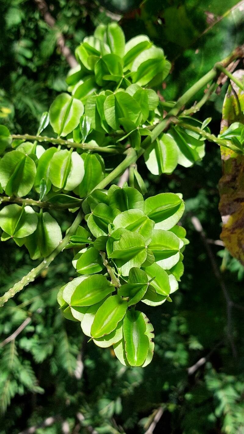Combretum coccineum fruit
