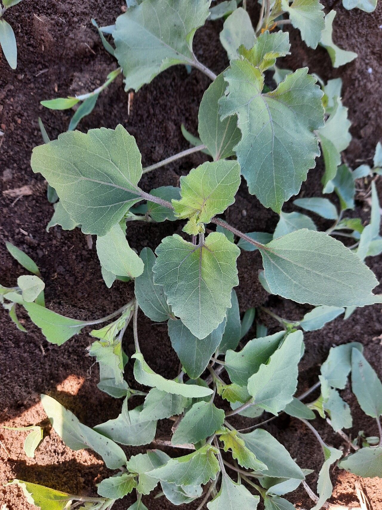 Xanthium italicum — search result for 'Xanthium'