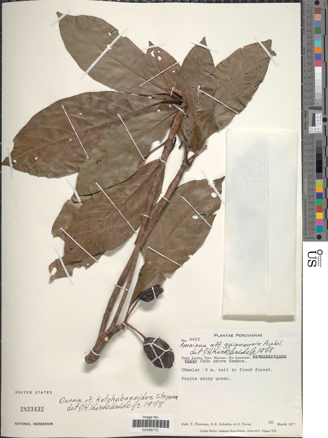 Duroia kotchubaeoides — houseplant care guide