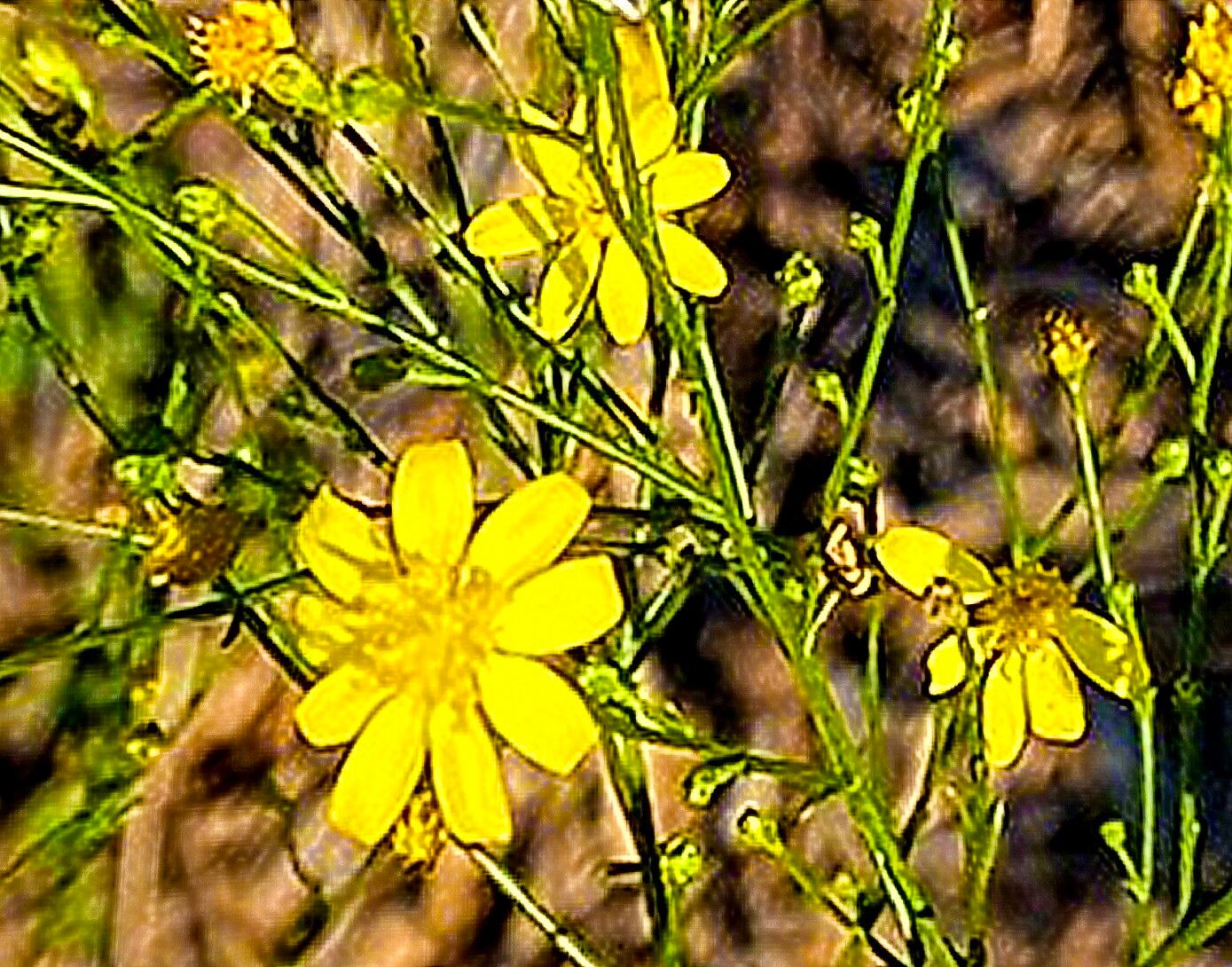 Gutierrezia texana flower