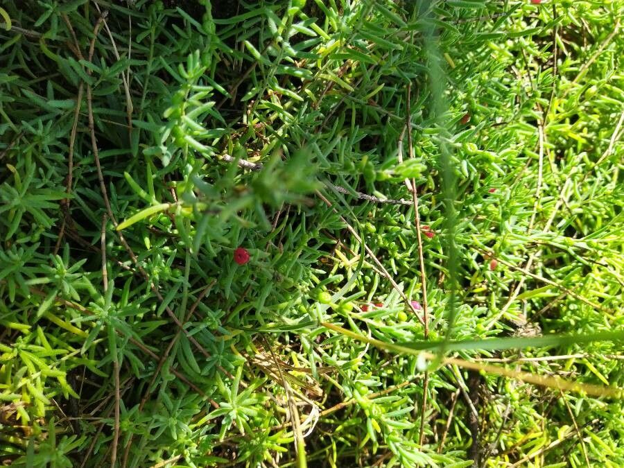 Enchylaena tomentosa leaf