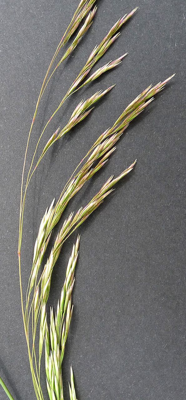 Deschampsia media fruit