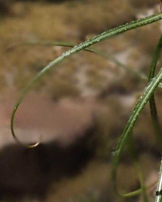 Mutisia friesiana — related species from the same genus