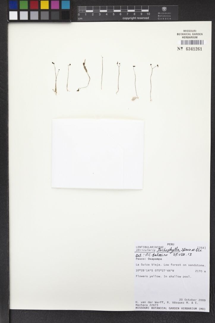 Utricularia trichophylla other