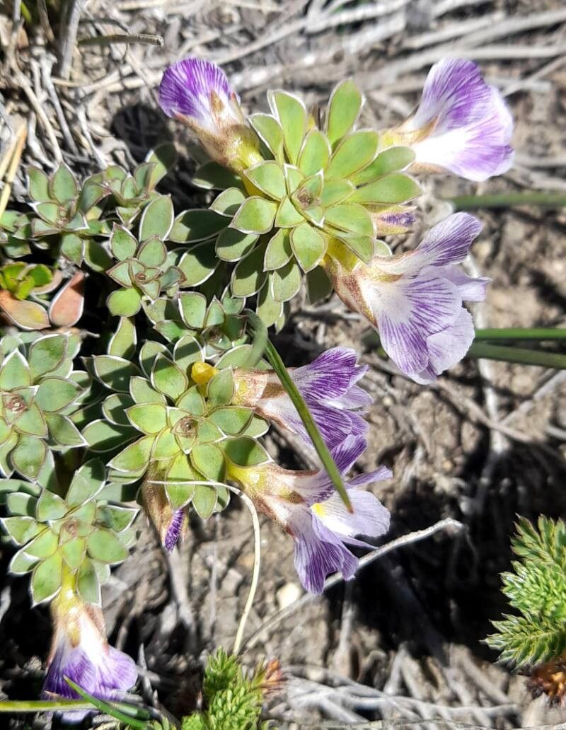 Viola cotyledon habit