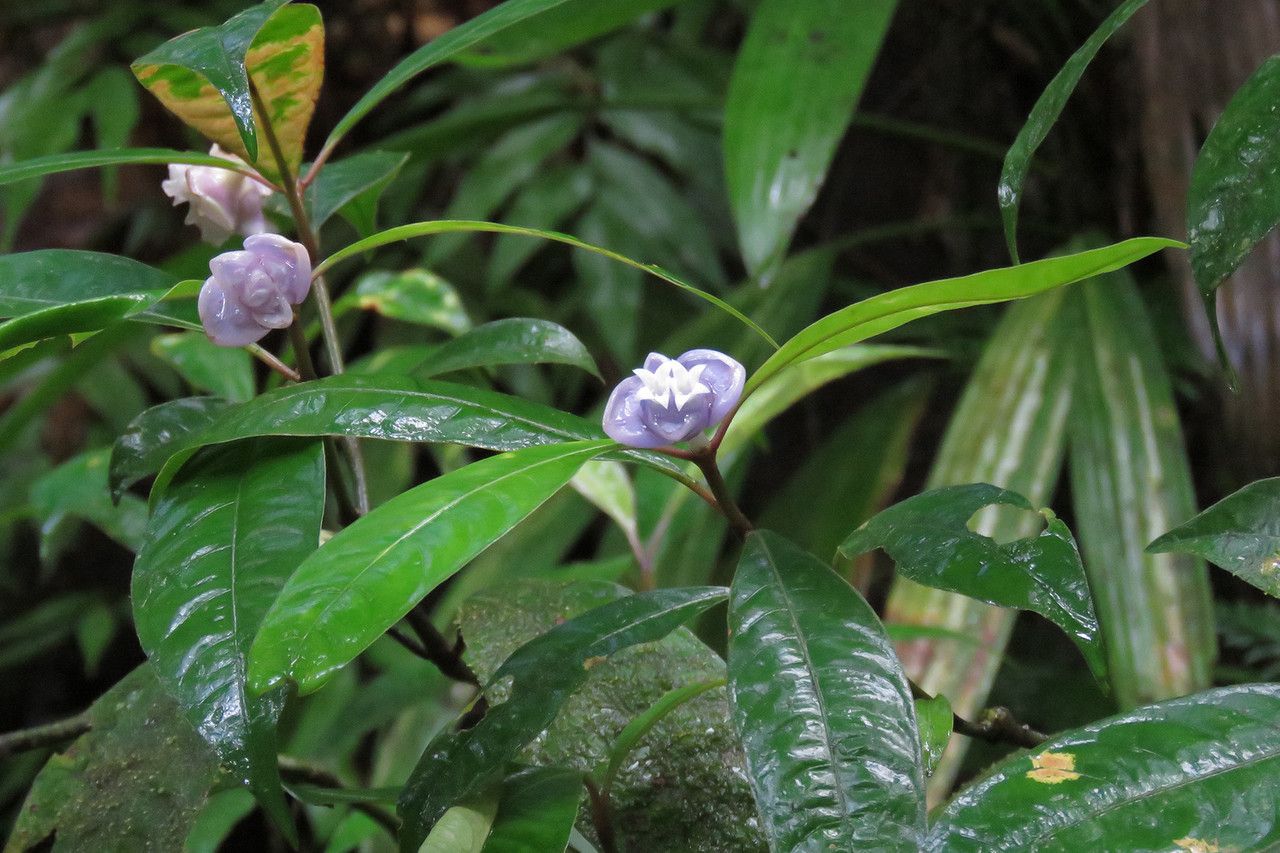 Psychotria urbaniana flower