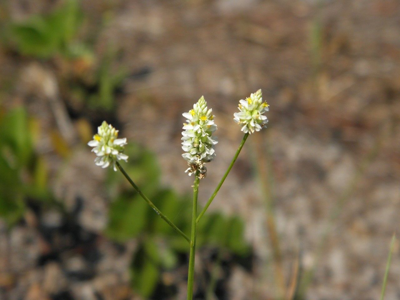 Polygala setacea — search result for 'Polygala'
