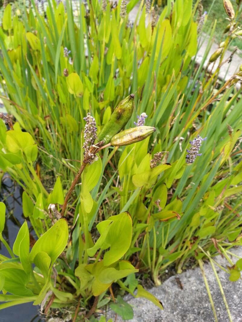 Pontederia cordata fruit