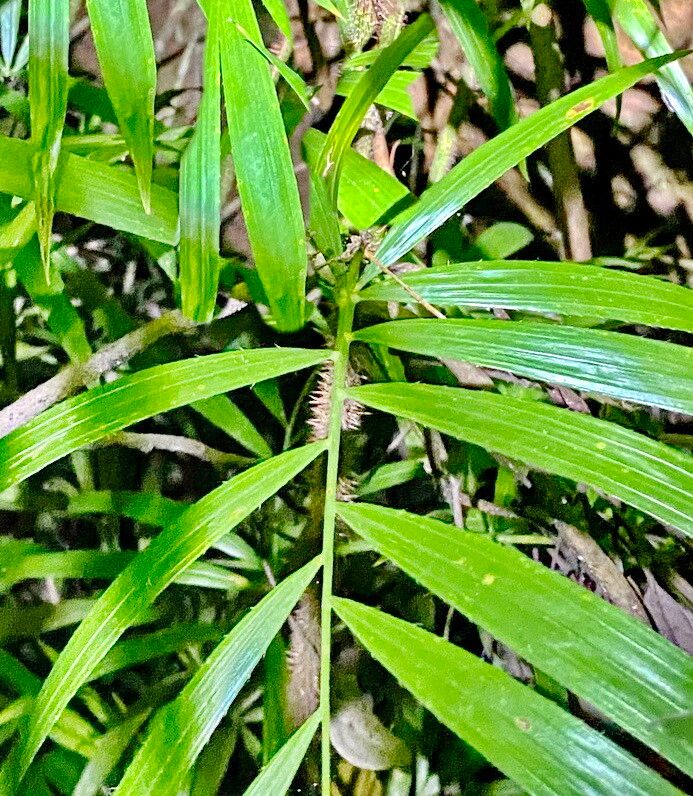 Calamus muelleri — houseplant care guide
