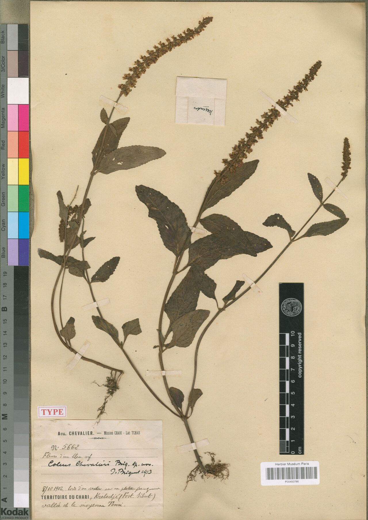 Coleus chevalieri — houseplant care guide