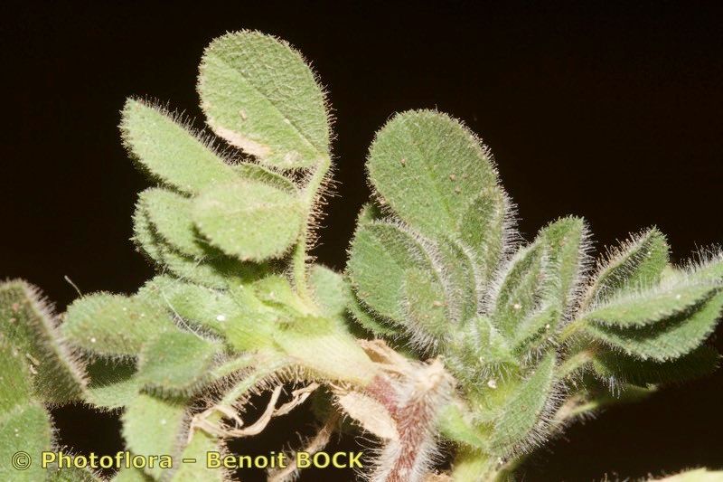 Ononis christii — houseplant care guide