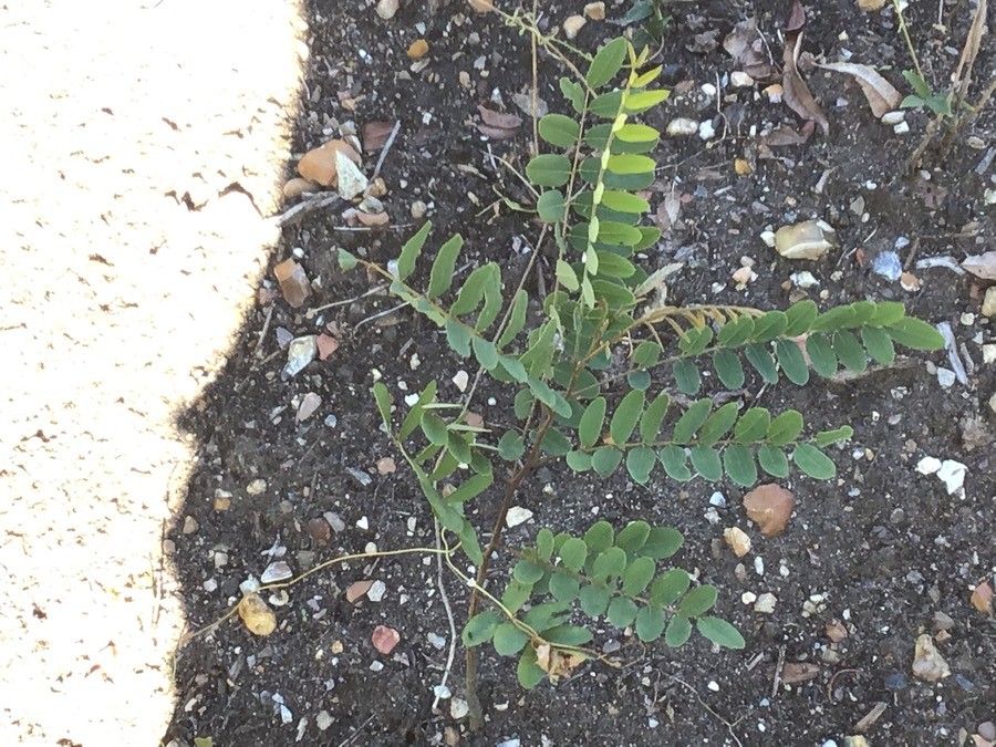 Apios americana — search result for 'Fabaceae'