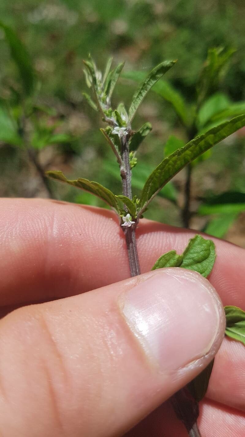 Condea verticillata flower