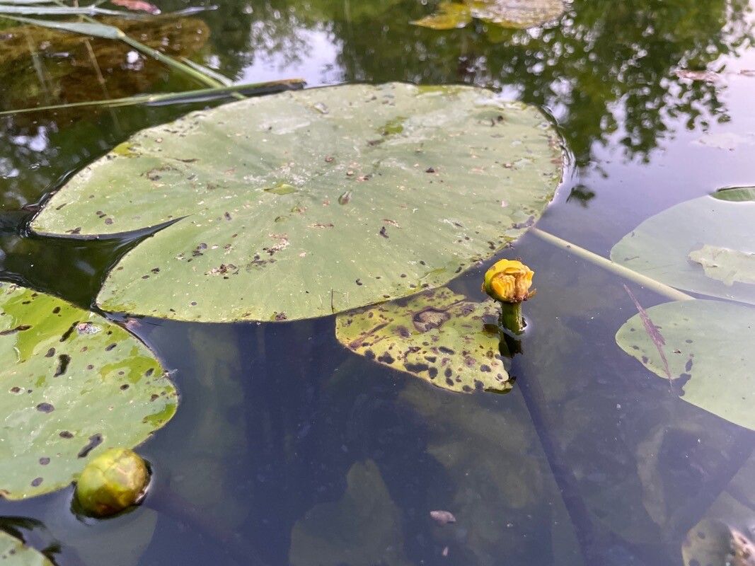 Nuphar lutea flower