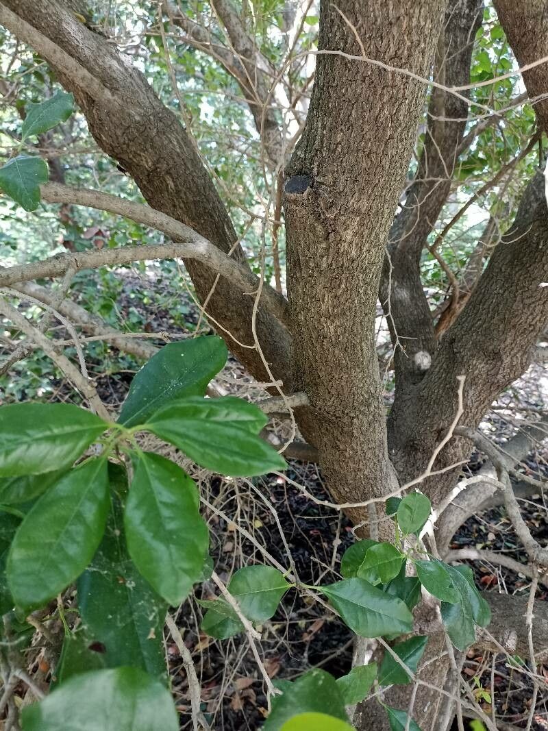 Picconia excelsa bark
