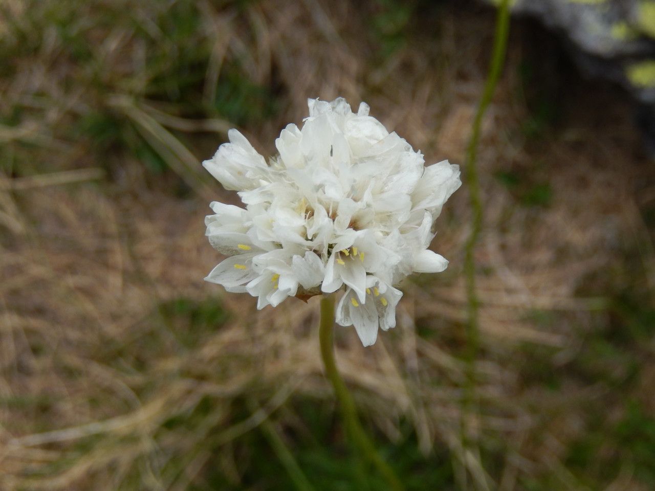 Armeria pubinervis flower