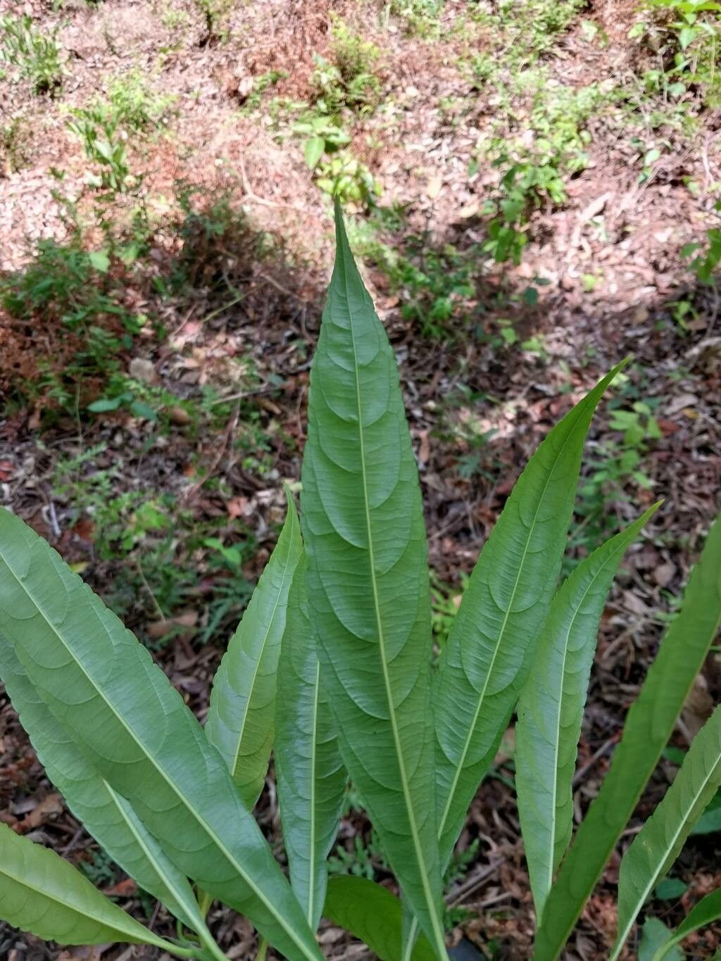 Erblichia odorata leaf